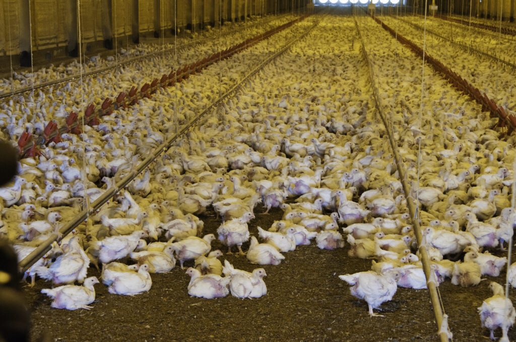 poultry bird at a poultry farm, like the ones affected by h5n1.