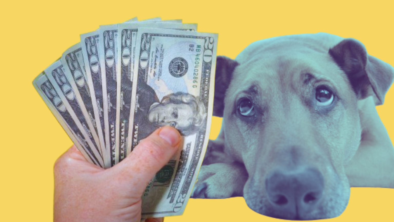 sad dog looking at fistful of cash against yellow background