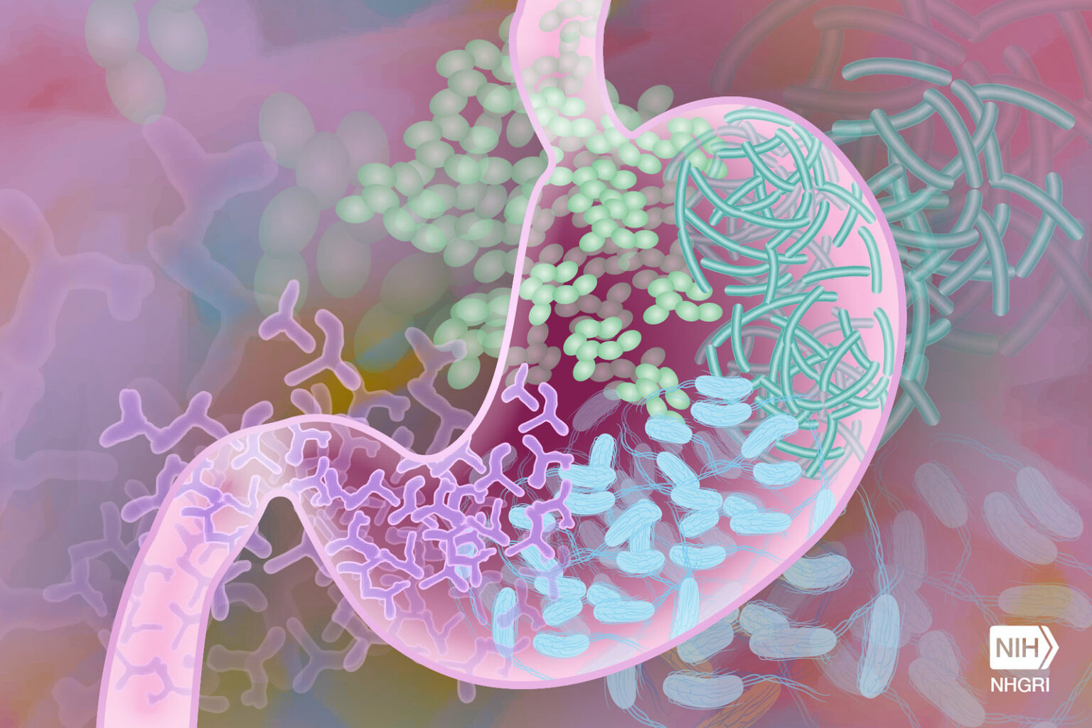 diagram of gastrointestial track. gastrointestinal health may be a predictor of risk if Parkinson's