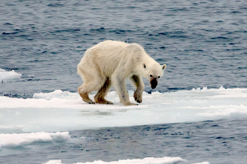 starving polar bear on iceberg